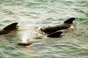 pilot whale